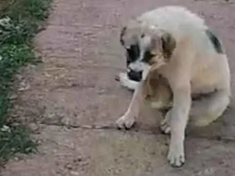 Cachorro ra a Chow Chow idade 1 ano nome Betovem