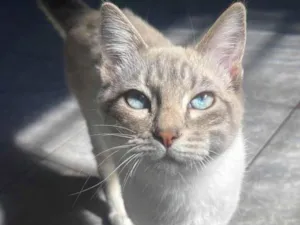 Gato raça Siamês idade 2 a 6 meses nome Sem nome