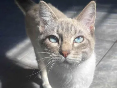 Gato raça Siamês idade 2 a 6 meses nome Sem nome