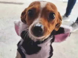Cachorro raça SRD-ViraLata idade 2 anos nome Alvin