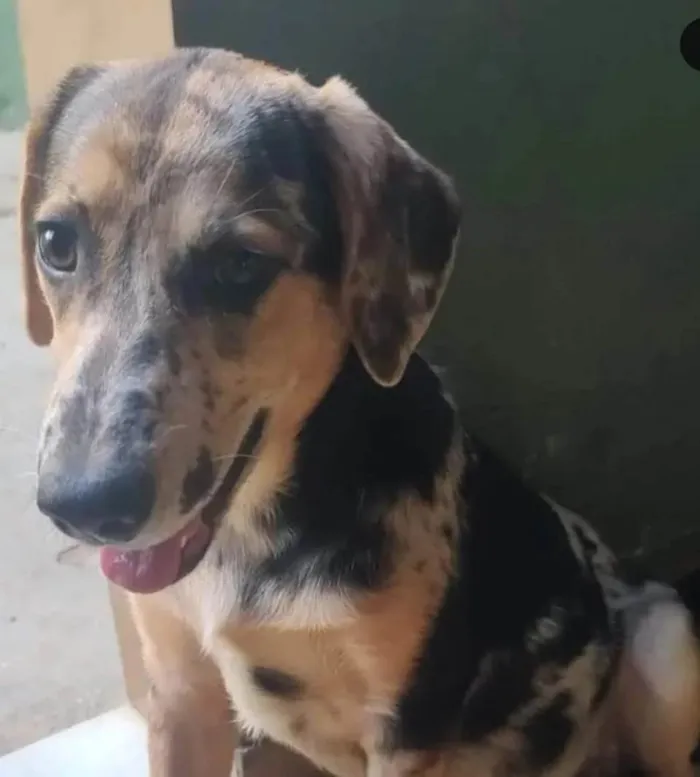 Cachorro ra a SRD-ViraLata idade 2 anos nome Kevin