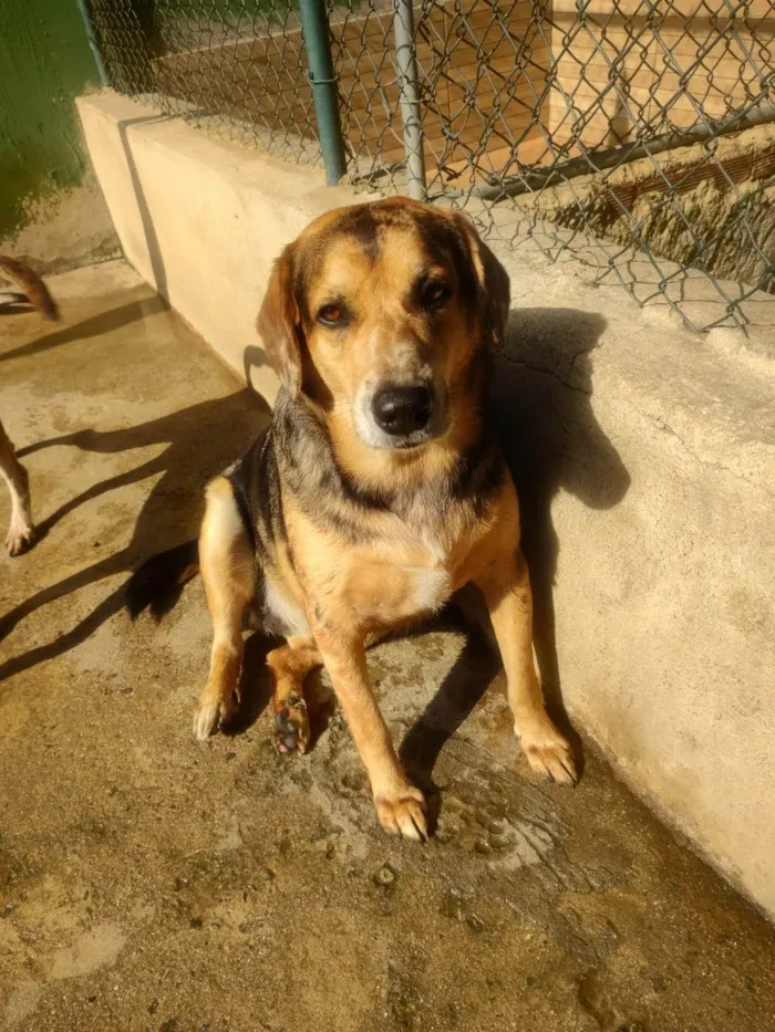 Cachorro ra a SRD-ViraLata idade 2 anos nome Kevin