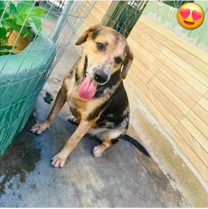 Cachorro ra a SRD-ViraLata idade 2 anos nome Kevin