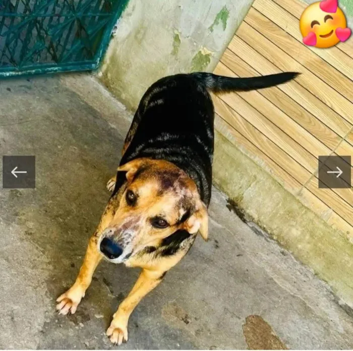Cachorro ra a SRD-ViraLata idade 2 anos nome Kevin