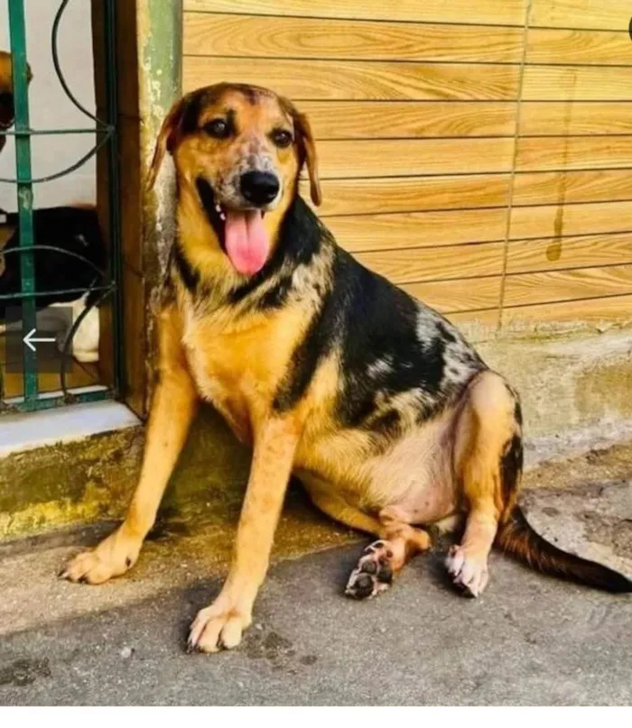 Cachorro ra a SRD-ViraLata idade 2 anos nome Kevin