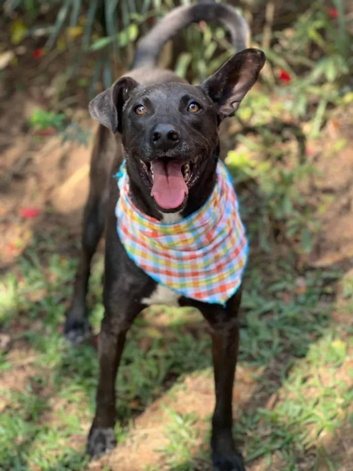 Cachorro ra a SRD-ViraLata idade 5 anos nome Logan