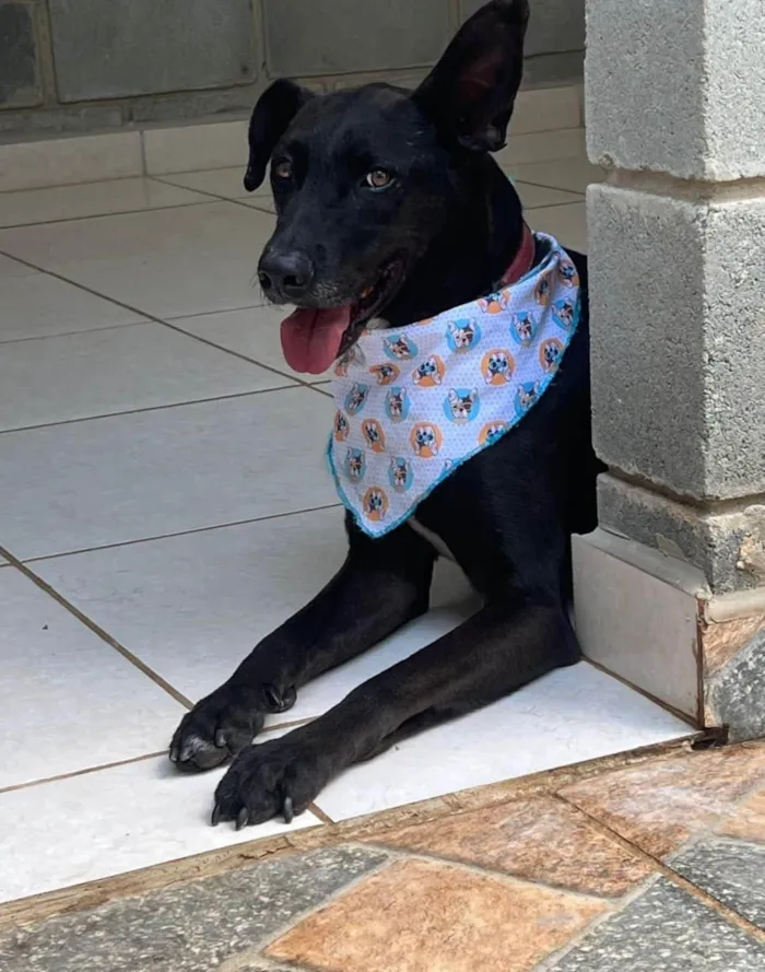 Cachorro ra a SRD-ViraLata idade 5 anos nome Logan