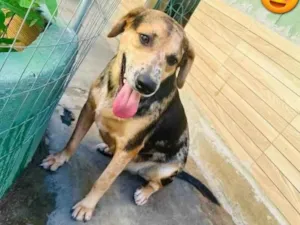 Cachorro raça SRD-ViraLata idade 2 anos nome Kevin