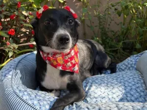 Cachorro raça SRD-ViraLata idade 3 anos nome Juliana 