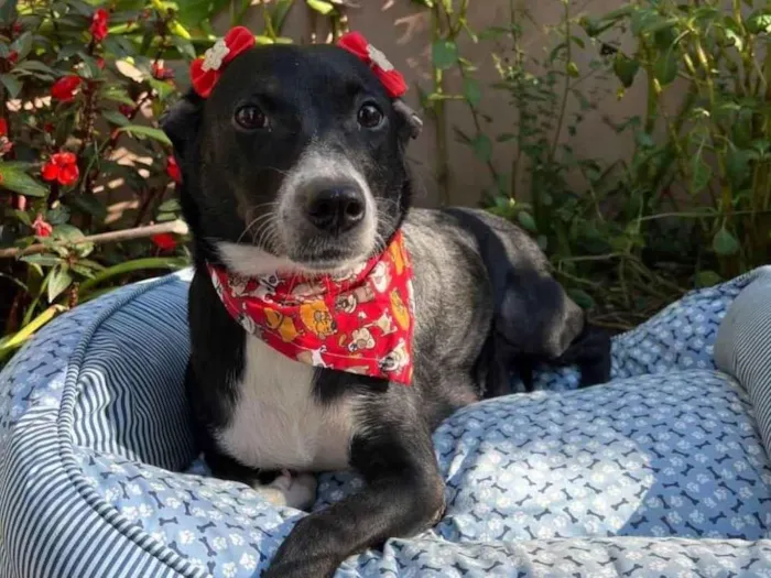 Cachorro ra a SRD-ViraLata idade 3 anos nome Juliana 