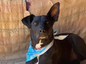 Cachorro raça SRD-ViraLata idade 5 anos nome Logan