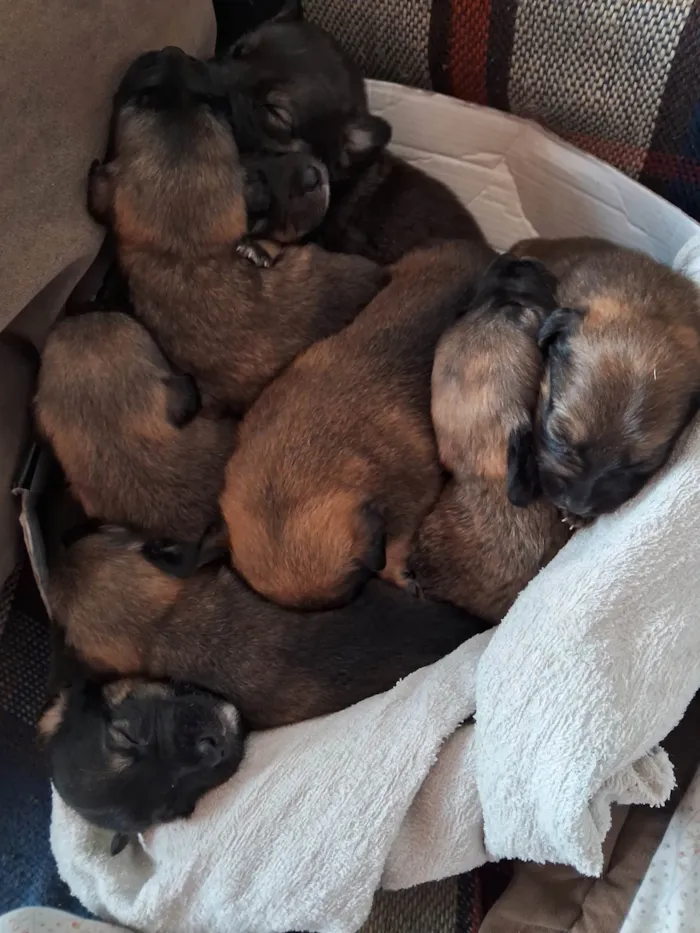 Cachorro ra a SRD-ViraLata idade Abaixo de 2 meses nome Doguinhos