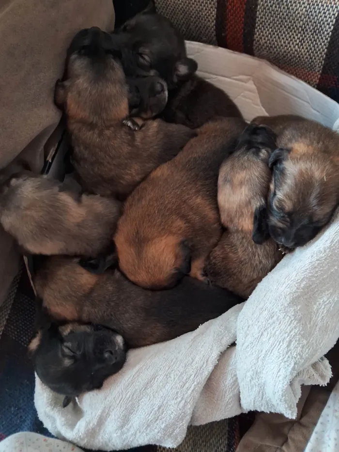 Cachorro ra a SRD-ViraLata idade Abaixo de 2 meses nome Doguinhos