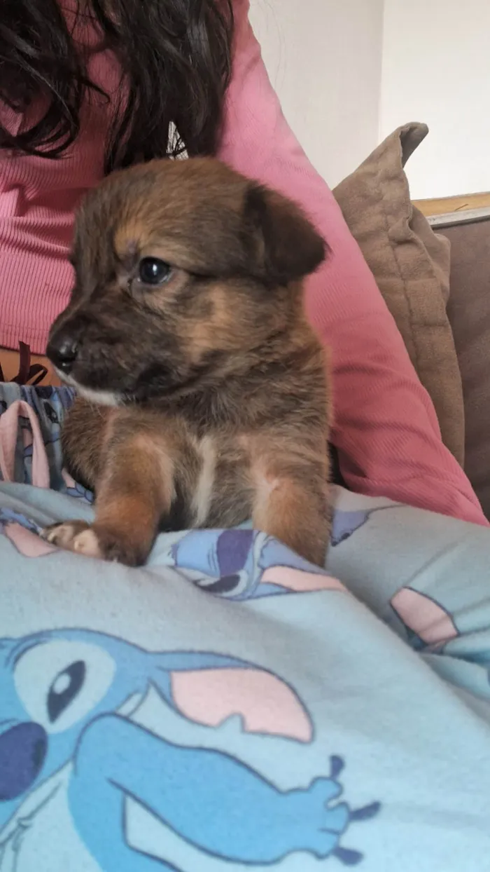 Cachorro ra a SRD-ViraLata idade Abaixo de 2 meses nome Doguinhos