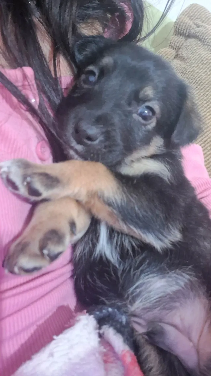 Cachorro ra a SRD-ViraLata idade Abaixo de 2 meses nome Doguinhos