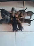 Doguinhos