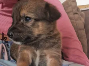 Cachorro raça SRD-ViraLata idade Abaixo de 2 meses nome Doguinhos
