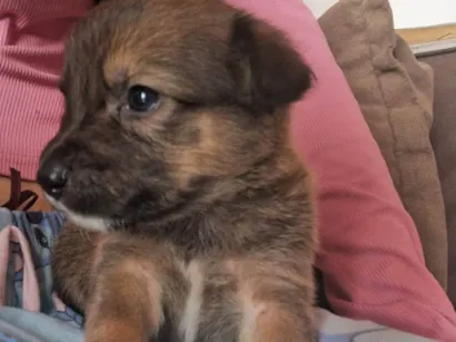 Cachorro raça SRD-ViraLata idade Abaixo de 2 meses nome Doguinhos