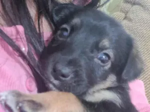 Cachorro raça SRD-ViraLata idade Abaixo de 2 meses nome Doguinhos