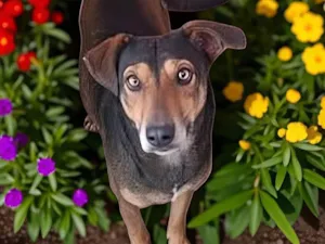 Cachorro raça SRD-ViraLata idade 2 anos nome Isadora