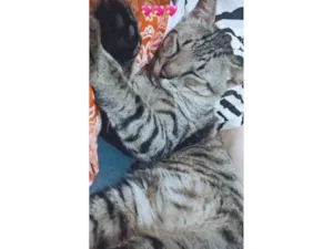 Gato raça SRD-ViraLata idade 6 ou mais anos nome Josué 