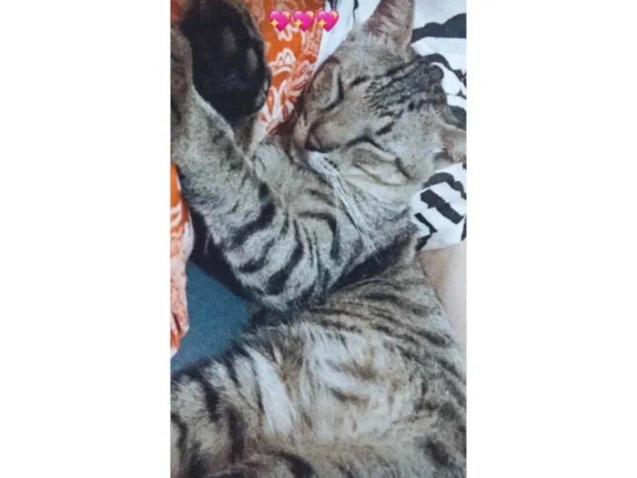 Gato ra a SRD-ViraLata idade 6 ou mais anos nome Josué 