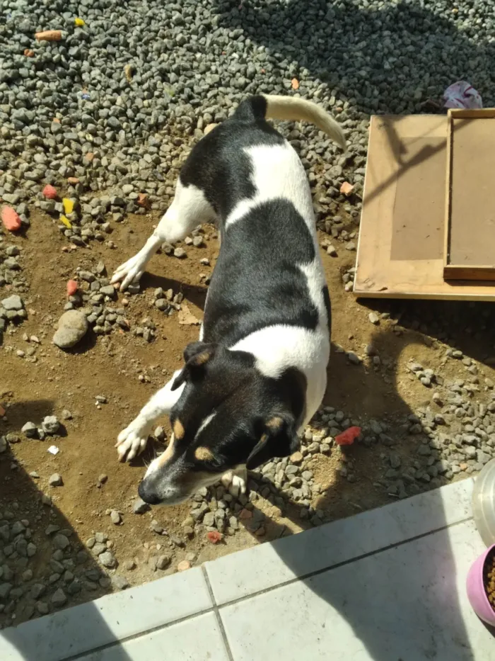 Cachorro ra a SRD-ViraLata idade 4 anos nome Deusa