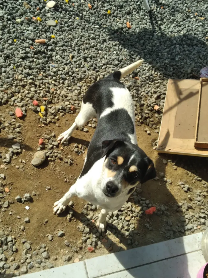 Cachorro ra a SRD-ViraLata idade 4 anos nome Deusa