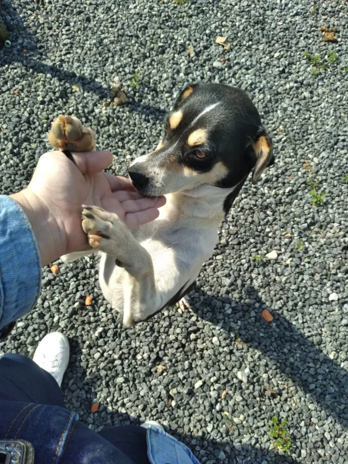 Cachorro ra a SRD-ViraLata idade 4 anos nome Deusa