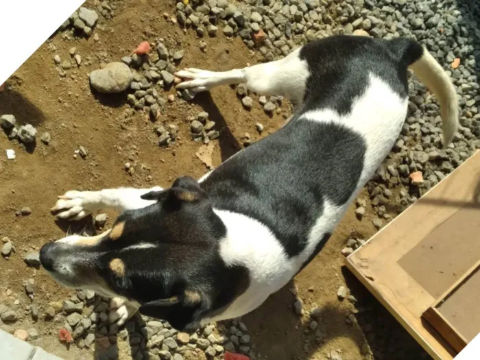 Cachorro ra a SRD-ViraLata idade 4 anos nome Deusa