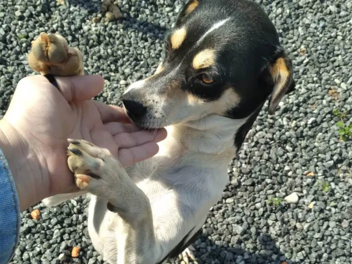 Cachorro ra a SRD-ViraLata idade 4 anos nome Deusa