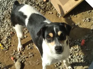 Cachorro raça SRD-ViraLata idade 4 anos nome Deusa