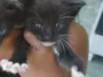 Pretinha