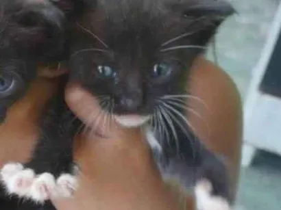 Gato raça SRD-ViraLata idade Abaixo de 2 meses nome Pretinha
