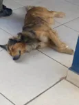 Fumaça