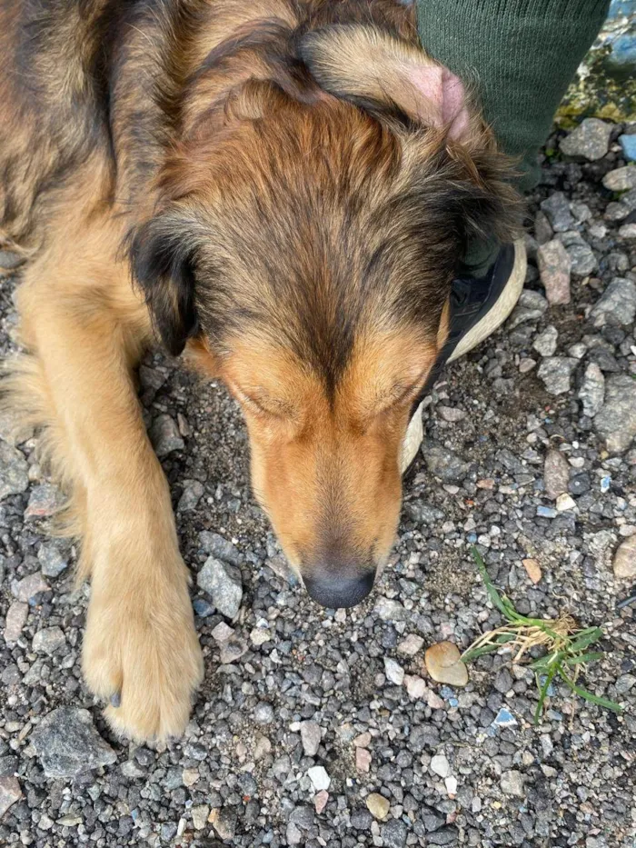 Cachorro ra a SRD-ViraLata idade 2 anos nome Fumaça 