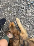 Fumaça