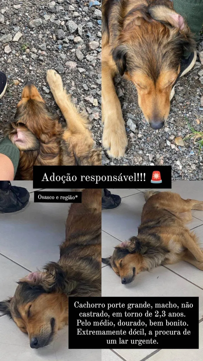 Cachorro ra a SRD-ViraLata idade 2 anos nome Fumaça 