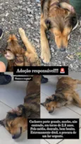 Fumaça