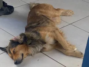 Cachorro raça SRD-ViraLata idade 2 anos nome Fumaça 