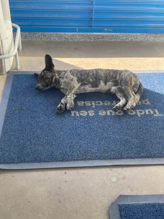 Cachorro ra a SRD-ViraLata idade 2 a 6 meses nome Fred
