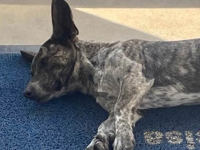 Cachorro ra a SRD-ViraLata idade 2 a 6 meses nome Fred