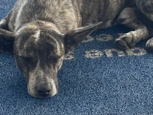 Cachorro raça SRD-ViraLata idade 2 a 6 meses nome Fred