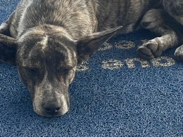 Cachorro ra a SRD-ViraLata idade 2 a 6 meses nome Fred