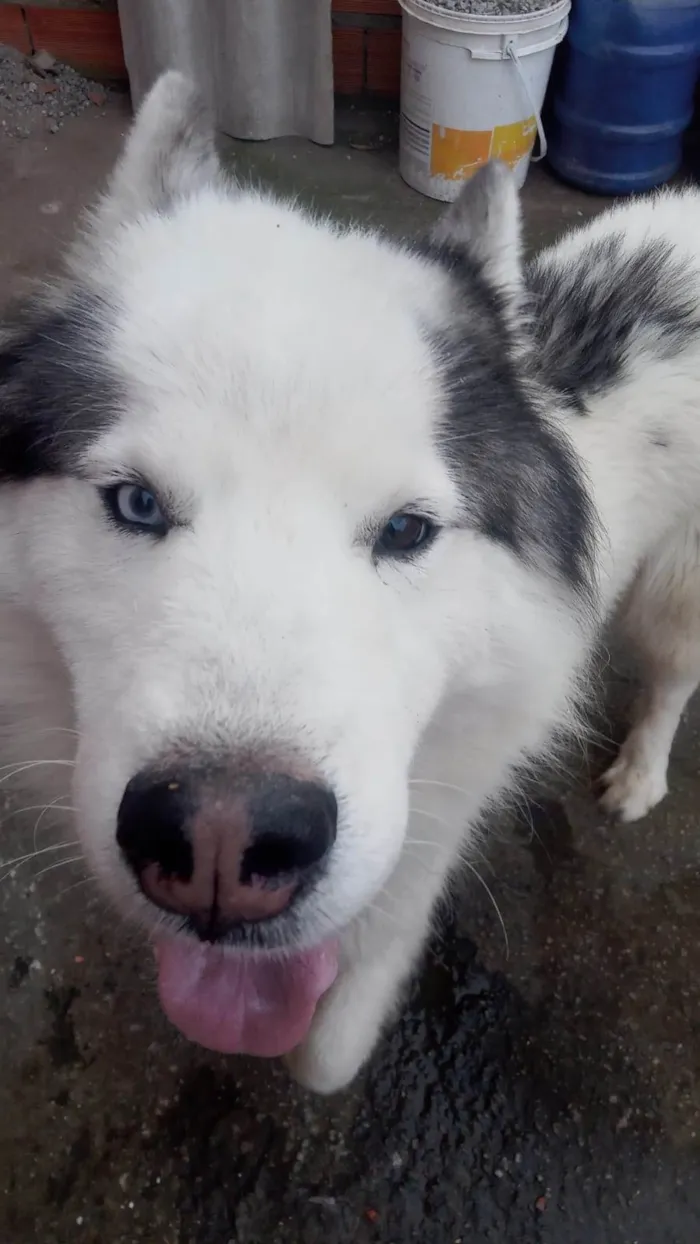Cachorro ra a Husky Siberiano idade 1 ano nome Snup