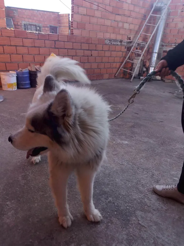 Cachorro ra a Husky Siberiano idade 1 ano nome Snup