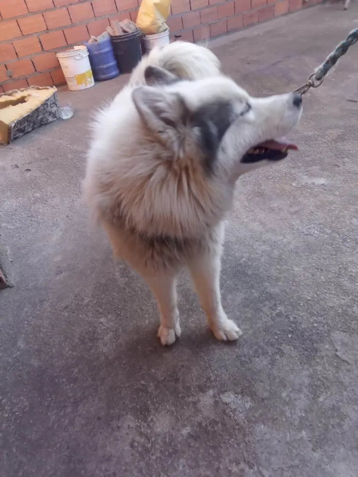 Cachorro ra a Husky Siberiano idade 1 ano nome Snup