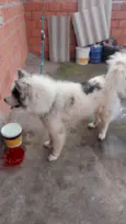 Snup