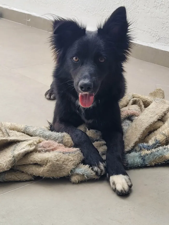 Cachorro ra a SRD-ViraLata idade 1 ano nome Romeu
