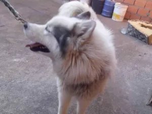 Cachorro raça Husky Siberiano idade 1 ano nome Snup